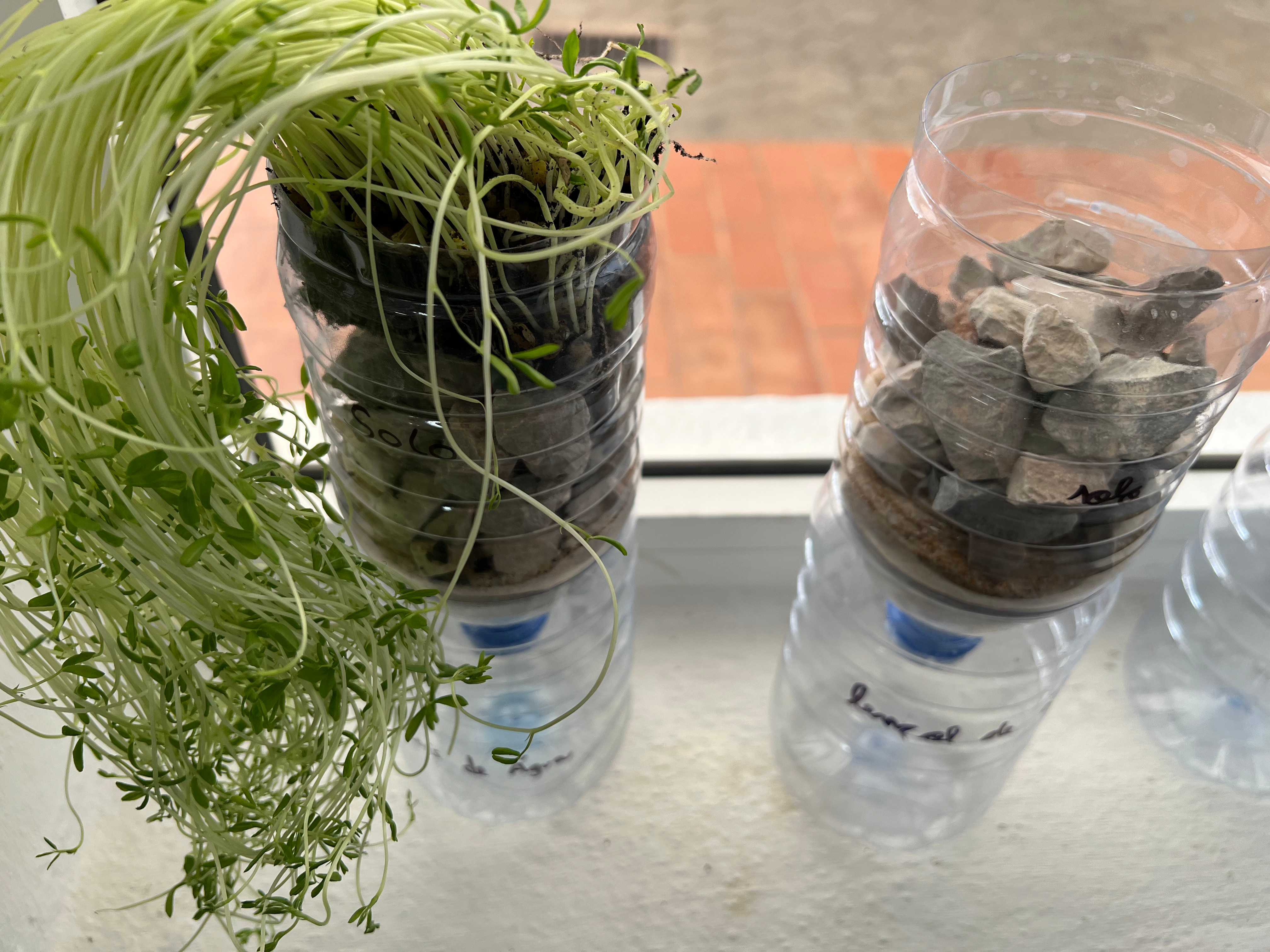 two plastic bottles cut in half, each one filled with pebbles, one of them has plants growing on top of the pebbles
