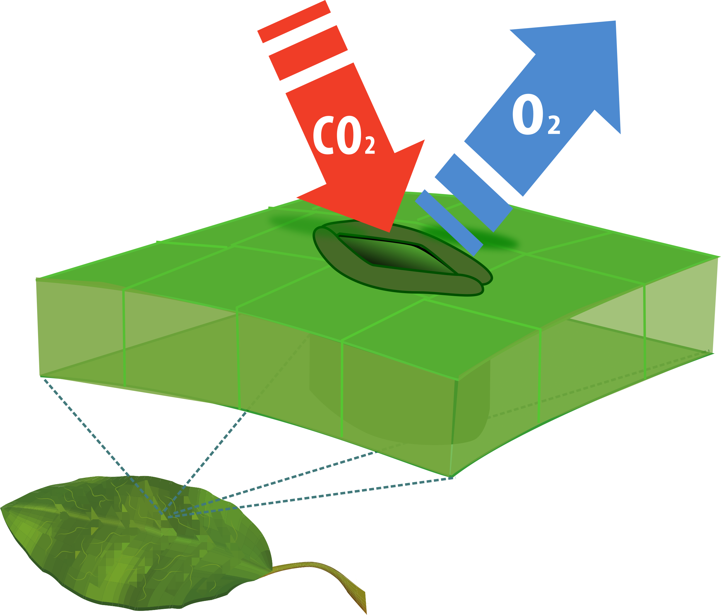 plant stomata
