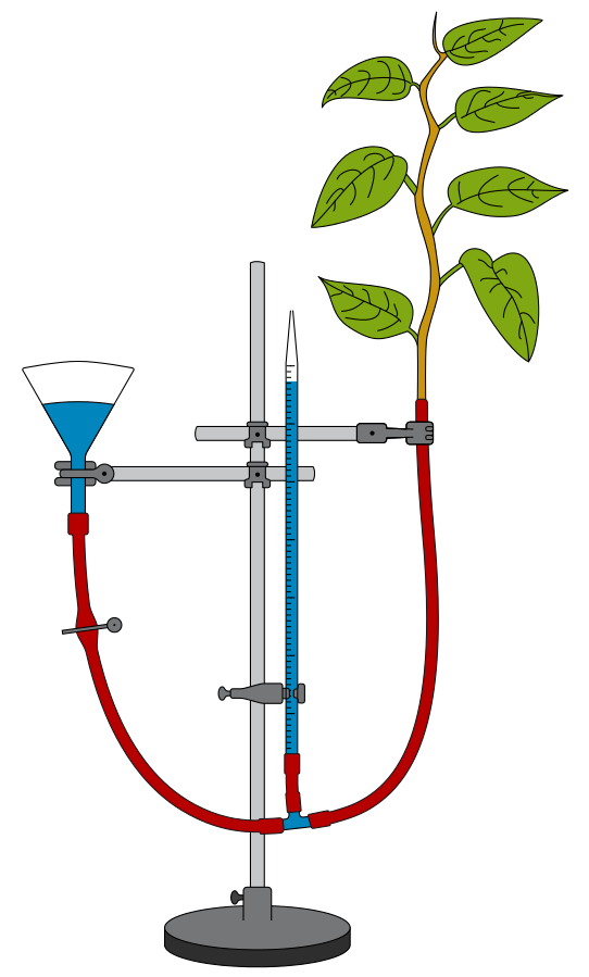 potometer