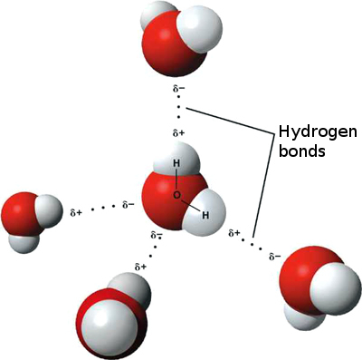 3D model hydrogen bonds in water