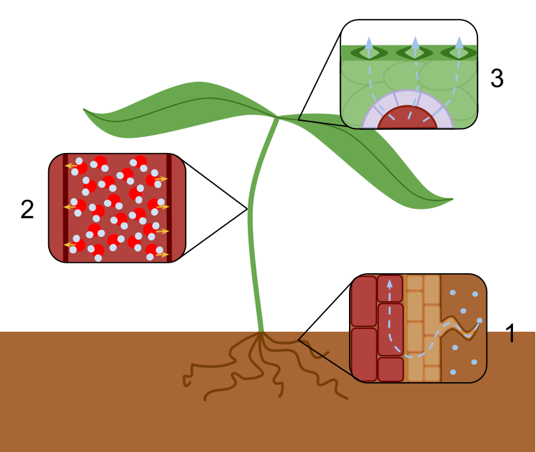 transpiration overview