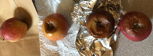four whole apples showing signs of decay, one is sitting on a brown paper bag, one on kitchen paper, one on aluminium foil, and one is a control apple that is not wrapped in any material