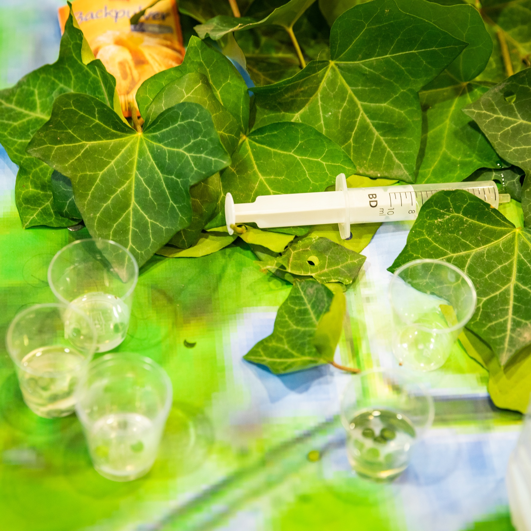 Experimentaufbau mit Blättern