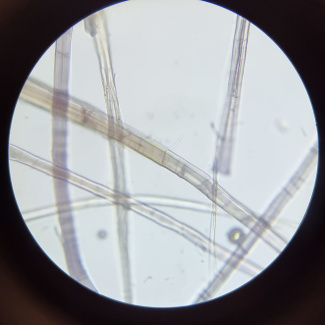 Natural linen under a microscope