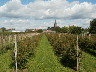 Modern conventional apple orchard with young apple trees planted close to each other in straight lines