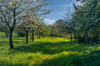 Organic meadow apple orchard with blooming mature apple trees planted in straight lines