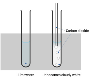 Carbon dioxide identification test